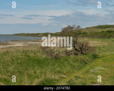 Ein einzelner Baum am Strand mit Blick auf das Meer, die Dünen und Wanderwege am Wassermeer, Wolken am Himmel, nes, ameland, niederlande Stockfoto