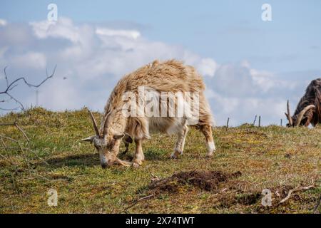 Ein Schaf weidet auf einer grünen Wiese, während Wolken am Himmel vorbeiziehen und Ziegen im Frühling in einer Heidelandschaft weiden Stockfoto