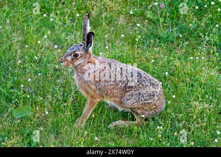 Ein brauner Hase (Lepus europaeus) sitzt auf einer grünen Wiese, umgeben von Gras und kleinen Blumen, Wismar, Mühlenteich, Mecklenburg-Vorpommern Stockfoto