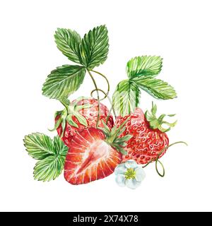 Erdbeere. Zusammensetzung von Beeren und Blättern. Handgezeichnete Aquarellillustration isoliert auf weißem Hintergrund. Für Karten, Saft- und Marmelade-Etiketten, Packa Stockfoto
