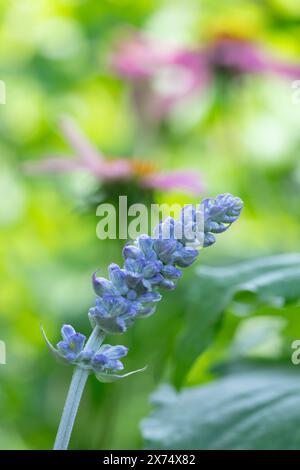 Nahaufnahme einer Mealy Blue Salbei Blume, Salvia farinacea, die fast zur Blüte bereit ist. Stockfoto