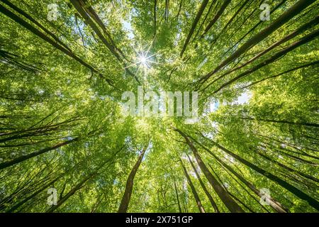 Beobachten des Sonnenlichts, das durch das Laubwerk von Laubbäumen in einem Wald filtert und mit Schönheit und Gelassenheit der Natur, Nachhaltigkeit verbindet Stockfoto