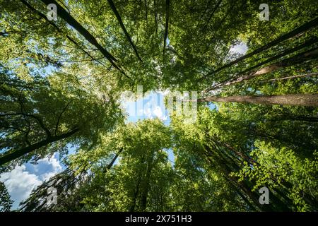 Beobachten des Sonnenlichts, das durch das Laubwerk von Laubbäumen in einem Wald filtert und mit Schönheit und Gelassenheit der Natur, Nachhaltigkeit verbindet Stockfoto