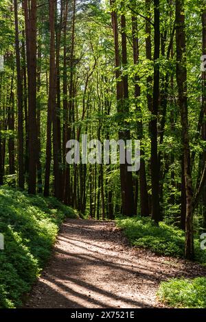 Ein schmaler, unbefestigter Pfad schlängelt sich durch eine üppige natürliche Landschaft mit hohen Bäumen, grasbewachsenen Stellen und bunten Laubbäumen, die einen malerischen Wald schaffen Stockfoto