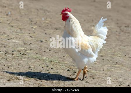 Weißer Hahn auf der Farm Stockfoto
