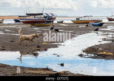 Itacare, Bahia, Brasilien - 4. Mai 2019: Geier werden an der Küste neben der Kanalisation in der Stadt Itacare in Bahia gesehen. Stockfoto