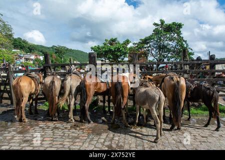 Cachoeira, Bahia, Brasilien - 10. August 2019: Pferde und Esel werden auf einer Rindermesse in der Stadt Cachoeira in Bahia gefesselt gesehen. Stockfoto