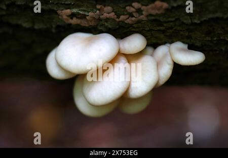 Austernpilz, Pleurotus ostreatus, Pleurotaceae (Lentinaceae). Stockfoto