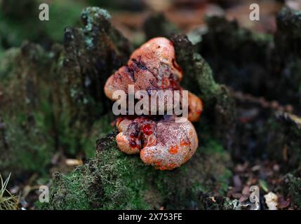 Eichenklammer, Warted Oak Polypore, Weeping Polypore oder Weeping Conk, Inonotus dryadeus, Hymenochaetaceae. Syn. Pseudoinonotus dryadaeus. Stockfoto