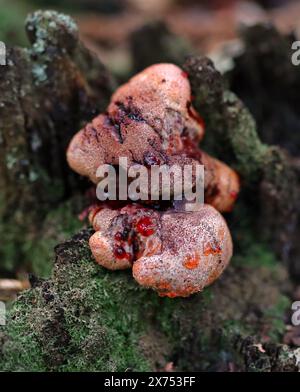 Eichenklammer, Warted Oak Polypore, Weeping Polypore oder Weeping Conk, Inonotus dryadeus, Hymenochaetaceae. Syn. Pseudoinonotus dryadaeus. Stockfoto