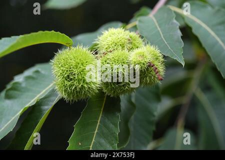 Süße Kastanie, Castanea sativa, Fagaceae. Fruchtkörper. Stockfoto