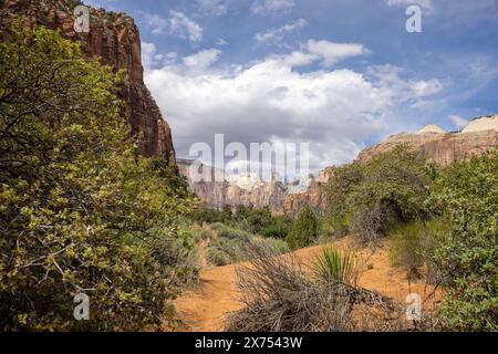 Der West Temple and Towers of the Virgin vom Mount Carmel Highway im Zion National Park, Utah, USA am 25. April 2024 Stockfoto