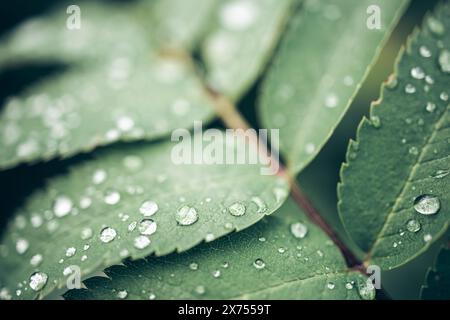 Makroaufnahme mehrerer Tropfen auf grünen Blättern Stockfoto