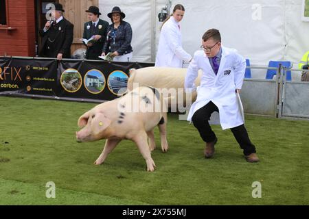 Lebhaftes Schwein und sein junger Hundeführer bei der Balmoral Show 2024 im Eikon Exhibition Centre Stockfoto