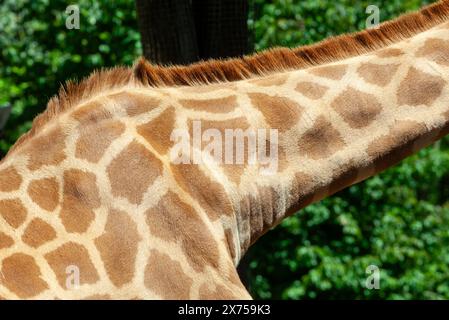 Detailliertes Nahaufnahme-Foto, das das einzigartige Muster auf Hals und Haut einer Giraffe zeigt und die komplizierten Designs der Natur unter Sonnenlicht hervorhebt Stockfoto