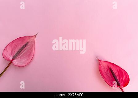 Elegante rosafarbene Anthuriumblüten auf pastellfarbenem Hintergrund perfekt für Karten, Poster und Blumendesigns Stockfoto