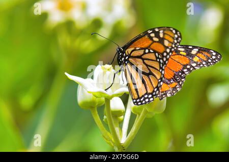 Wunderschöner Monarchschmetterling, der sich von einem Kronenblumenbaum ernährt. Stockfoto