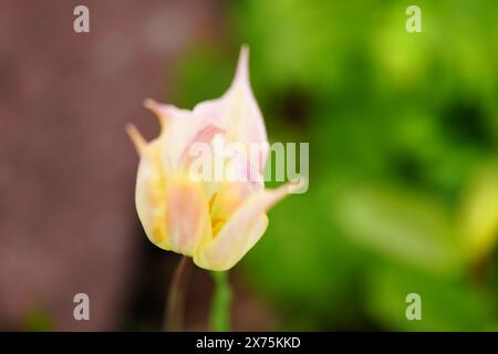 Lilie-Blühende Tulpe 'Elegante Dame' - Großaufnahme Stockfoto