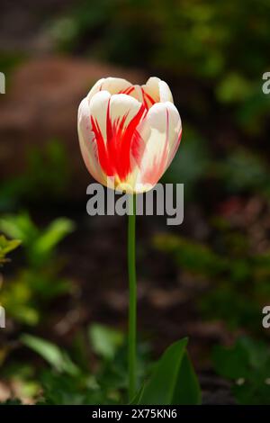 Rembrandt Tulpe „Karneval de Rio“ Stockfoto