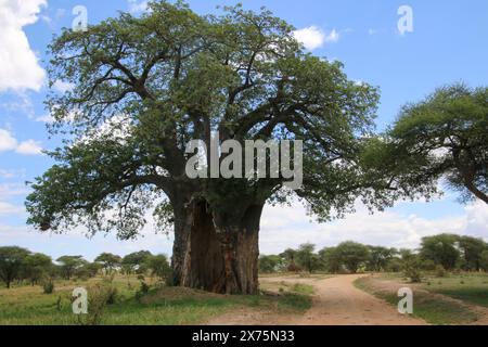 Baobab-Baum (Adansonia digitata), Tarangire-Nationalpark, Tansania. Stockfoto