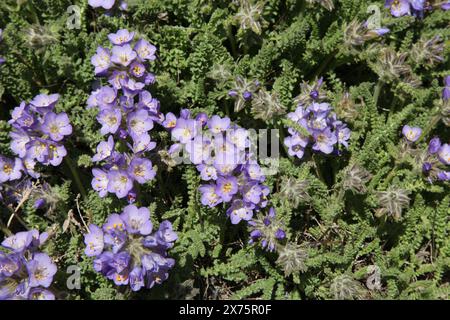 Sky Pilot (Polemonium viscosum) lila Wildblumen in den Beartooth Mountains, Montana Stockfoto