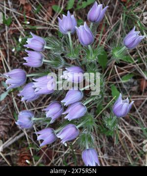 Pasqueflower (Anemone patens) lila Wildblumen in den Beartooth Mountains, Montana Stockfoto