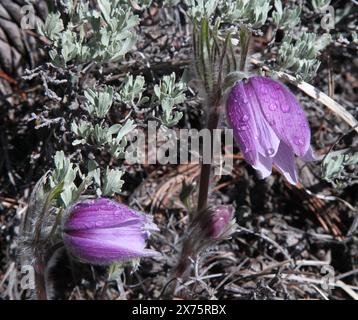 Pasqueflower (Anemone patens) lila Wildblumen mit Wassertropfen in den Beartooth Mountains, Montana Stockfoto