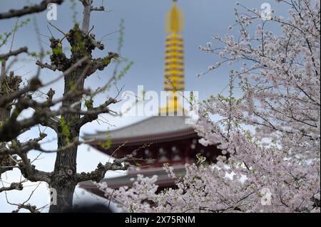 Das malerische Viertel des Sensoji-Tempels in Asakusa während der Kirschblüten-Saison, Tokyo JP Stockfoto