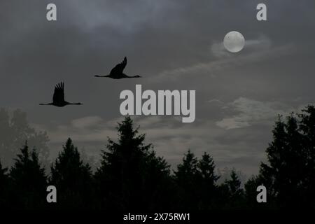 Vögel fliegen mit Vollmond, Pennsylvania, USA Stockfoto