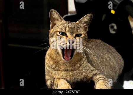 Die braune und schwarze Katze gähnt mit ihrer Zunge in die Kamera. Stockfoto