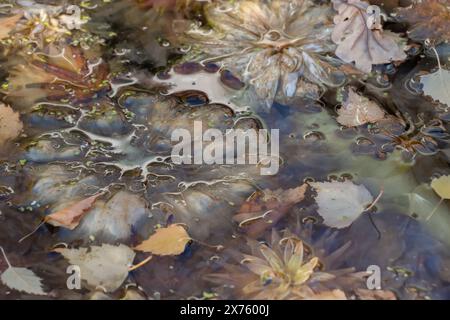 Halbabstraktes Hintergrundbild gedämpfter Blüten im stillen Wasser. Eine ätherische Hintergrundstruktur mit gedämpften, stimmungsvollen warmen Farben. Stockfoto