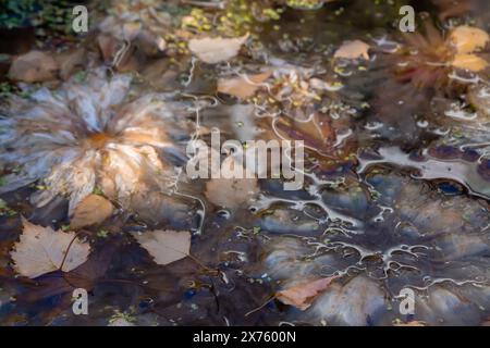 Halbabstraktes Hintergrundbild gedämpfter Blüten im stillen Wasser. Eine ätherische Hintergrundstruktur mit gedämpften, stimmungsvollen warmen Farben. Stockfoto