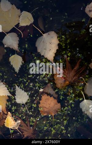 Herbstlicher Hintergrund mit Herbstblättern, die im stillen Wasser schwimmen. Braune Blätter umgeben von grünen Blättern und Trümmern im Teich. Stockfoto