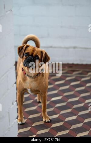 Pug Welpe vor seinem Haus und schaut rein Stockfoto