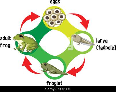 Illustration der Lebensstadien des Frosches vom Ei bis zum Erwachsenen Stock Vektor