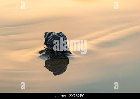 Eine Einsiedelkrabbe krabbelt am Sandstrand während Sonnenuntergang. Reflexion des goldenen Himmels auf nassem Sand. Stockfoto