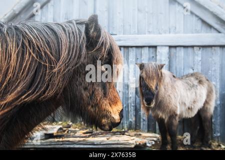 Nahaufnahme schöne braune isländische Pferdegesicht Blick auf die Kamera auf dem Feld an verschneiten Wintertagen in der Natur allein im Freien Stockfoto