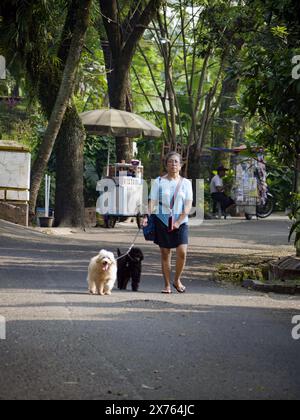 Jakarta, Indonesien - 10. Mai 2024 : eine Frau mittleren Alters läuft mit ihren beiden Hunden Stockfoto