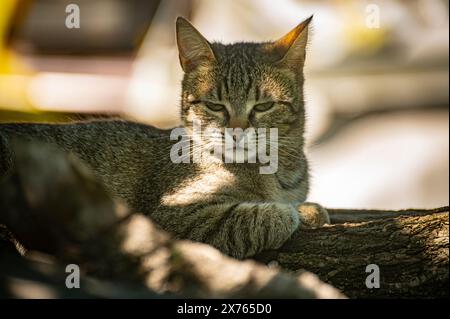 Porträt einer jungen Hauskatze, die an einem sonnigen Frühlingstag auf einem Baumzweig im Schatten faulenzen Stockfoto