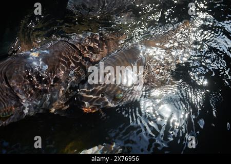 Koi-Fische schwimmen im klaren Süßwasser des Dorfes Gujo Hachiman in Japan Stockfoto