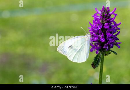 Nahaufnahme des wunderschönen weißen Schmetterlings auf blühender lila Blume im Garten Stockfoto