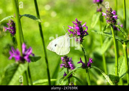 Nahaufnahme des wunderschönen weißen Schmetterlings auf blühender lila Blume im Garten Stockfoto