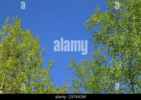 Blassgrüne Birken vor einem klaren blauen Himmel Stockfoto