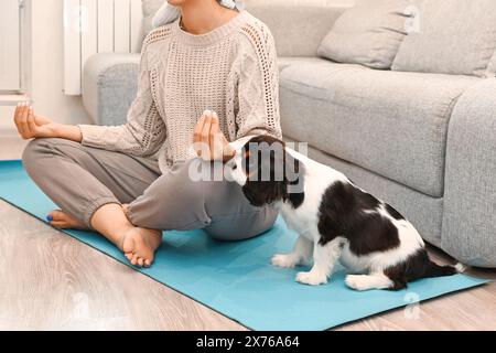 Der kleine Kavalier Charles King Spaniel Hündchen sitzt neben der Gastgeberin und macht zu Hause Yoga Stockfoto