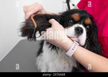 Ein professioneller Friseur kämmt die Haare von Cavalier King Charles Spaniel im Friseursalon. Stockfoto