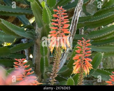 Schöne rote Aloe Blumen im Kaktusgarten. Blühende Sukkulente Pflanze. Vertikale Blütenstände. Stockfoto