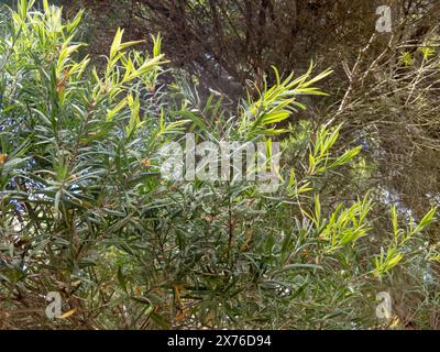 Melaleuca linariifolia, Schnee im Sommer, schmalblättrige Paperrinde, flachsblättrige Paperrinde oder Budjurpflanze Blätter und Triebe aus der Nähe. Stockfoto