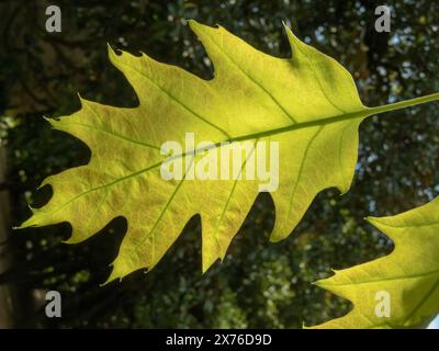 Quercus rubra oder nördliche Roteichenblattnaht. Hellgrün mit rötlichem Ton, junge Blätter im Frühjahr. Venen im Hintergrund an sonnigen Tagen. Stockfoto