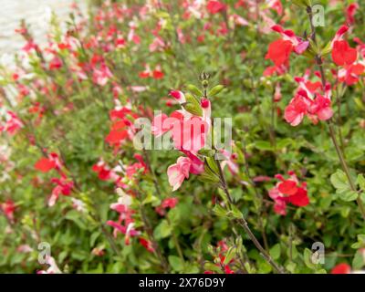 Herbstsalbei mit korallenroten Blüten. Salvia greggii blühende krautige mehrjährige Zierpflanze. Stockfoto