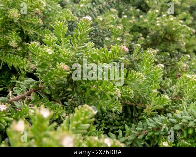 Grevillea lanigera oder Wollgrevillea ornamentales Laub aus der Nahaufnahme. Stockfoto